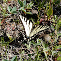 Western Tiger Swallowtail