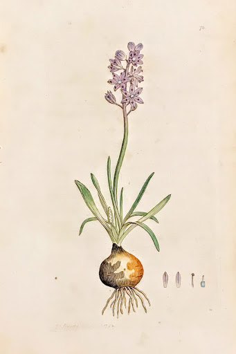 Scilla autumnalis