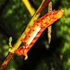 Hawk Moth Caterpillar