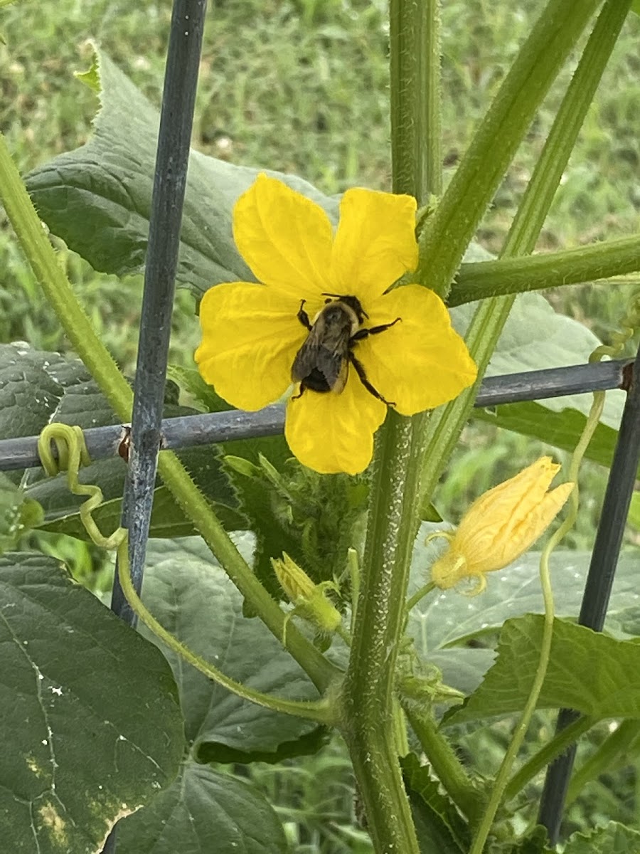 Common Eastern bumblebee