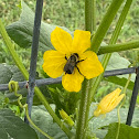 Common Eastern bumblebee