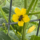 Common Eastern bumblebee