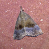 Gray-edged Bomolocha Moth