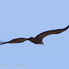 Griffon Vulture; Buitre Leonado