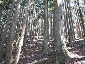 左に山頂が見えてくる