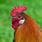 Item logo image for Rooster mao bud