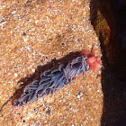 Brazilian Aeolid - Nudibranch