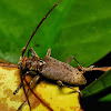 Flat -faced Long horn beetle