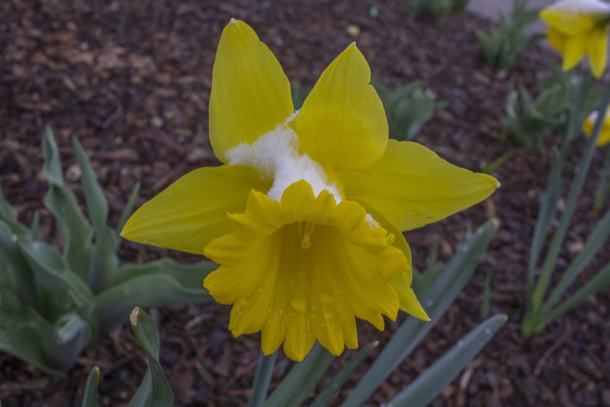 Daffodil