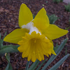 Daffodil