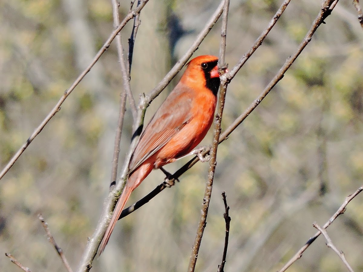 Northern cardinal