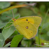 Orange Sulphur