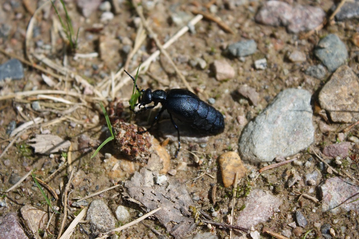 Blister Beetle