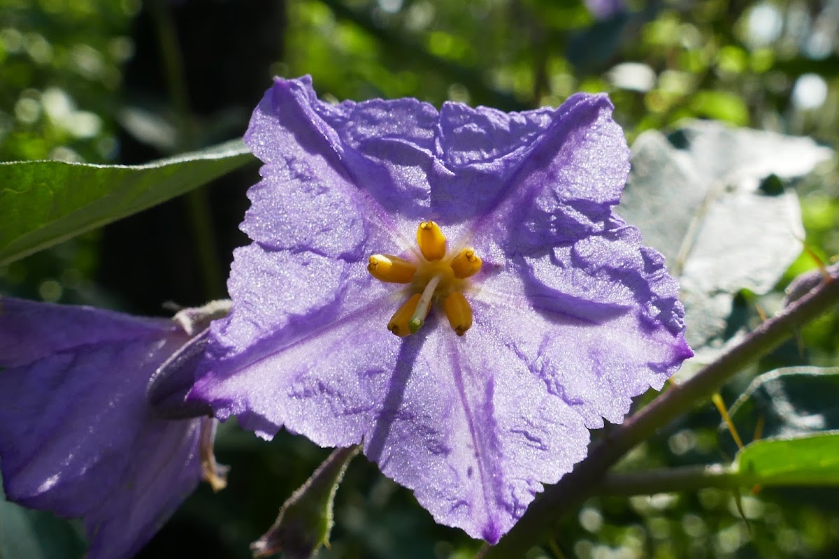 Spiny Kangaroo Apple