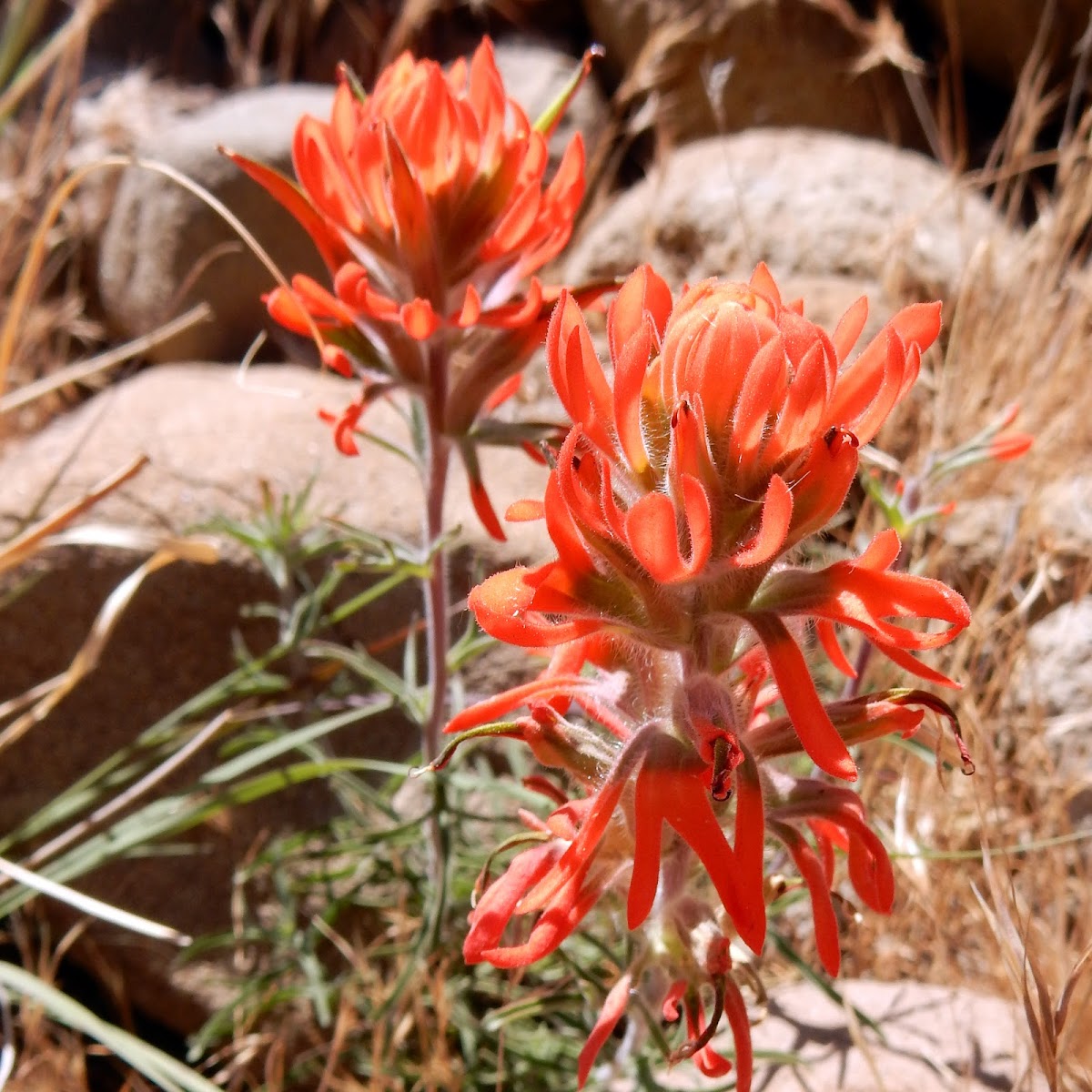 Wavy-leaved Indian Paintbrush