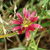 Balkan Goatsbeard