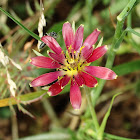 Balkan Goatsbeard