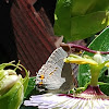 Gray Hairstreak Butterfly