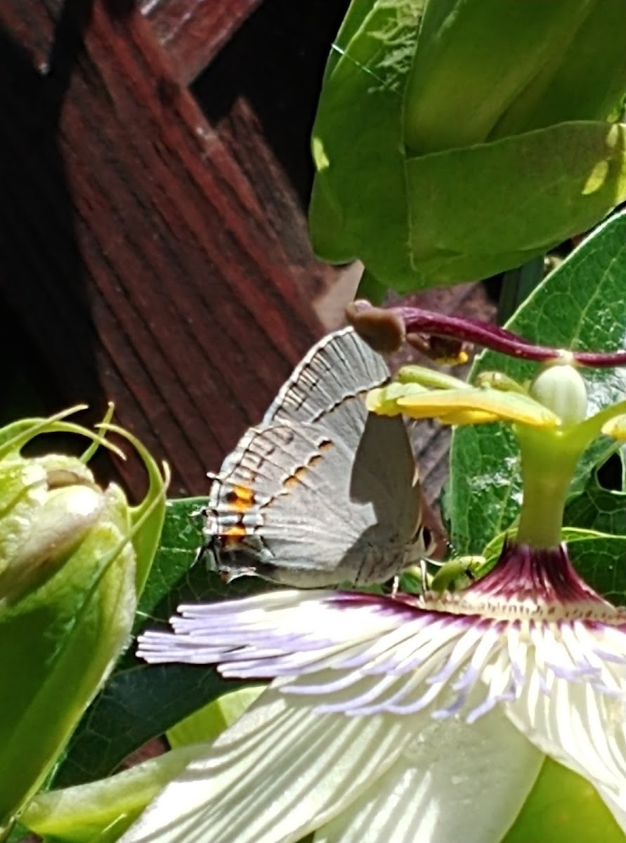 Gray Hairstreak Butterfly