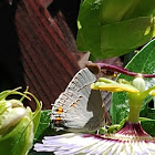 Gray Hairstreak Butterfly