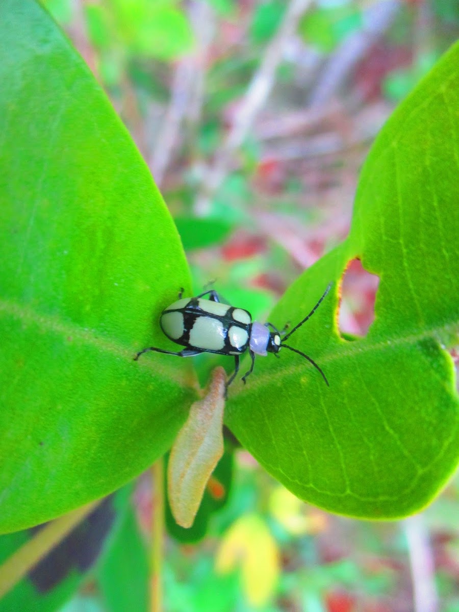 Flea Beetle