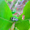 Flea Beetle