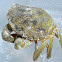 Green Crab ♂