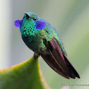 Green Violetear