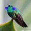 Green Violetear