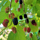 White mulberry