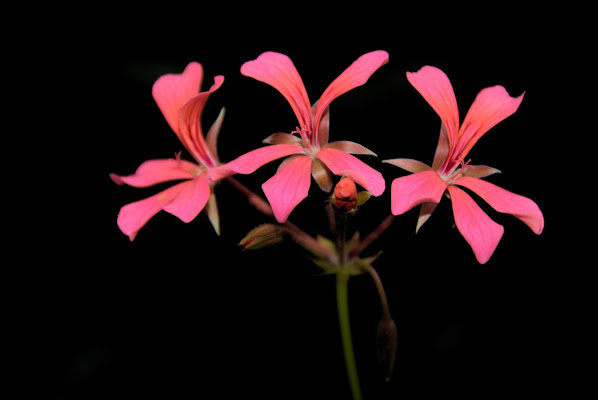 Flowers di Manuel Monaco