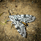 Giant Leopard Moth