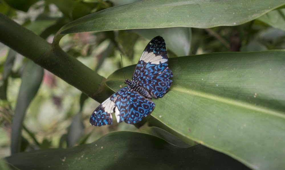 INCAS, SELVAS, MONTAÑAS Y DESIERTOS - Blogs de Peru - Sobrevolando el Amazonas (4)