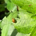 Leaf beetles