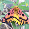 Lepidoptera