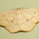 Geometrid Moth