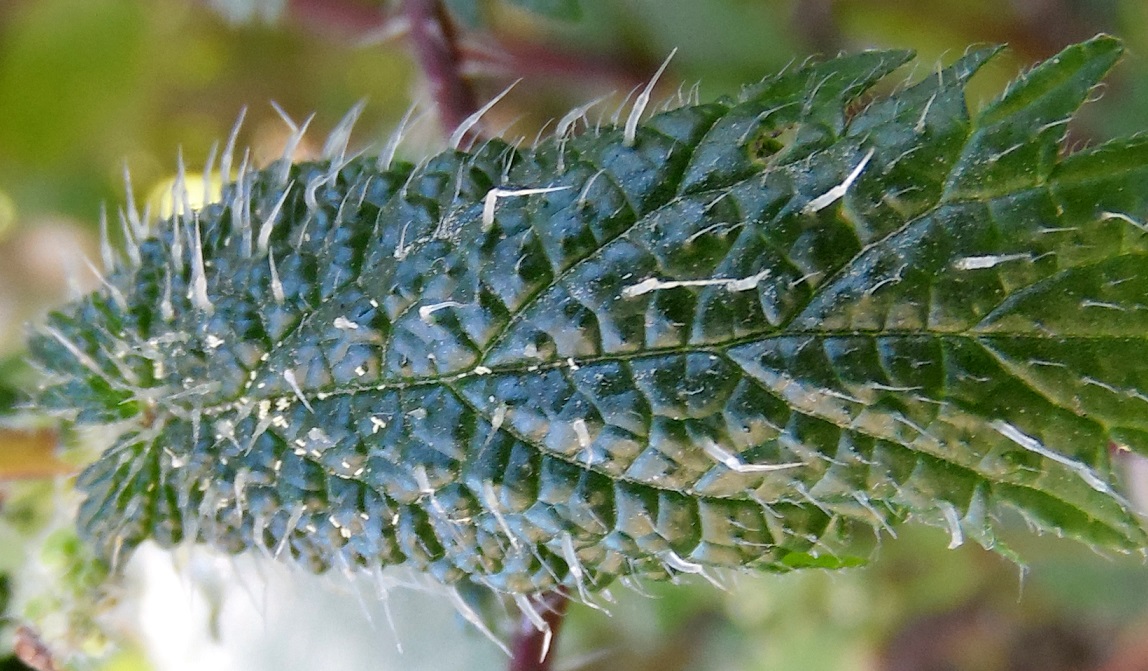 Roman Nettle