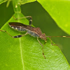 Broad-headed Bug