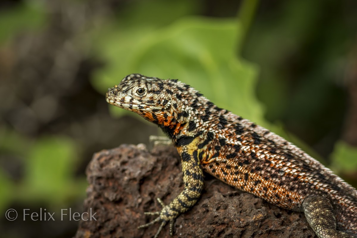 Galápagos Lava Lizard