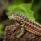 Galápagos Lava Lizard