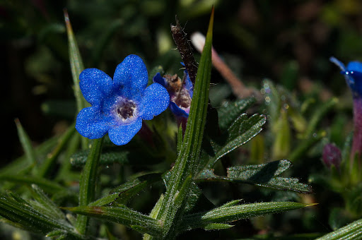 Glandora prostrata