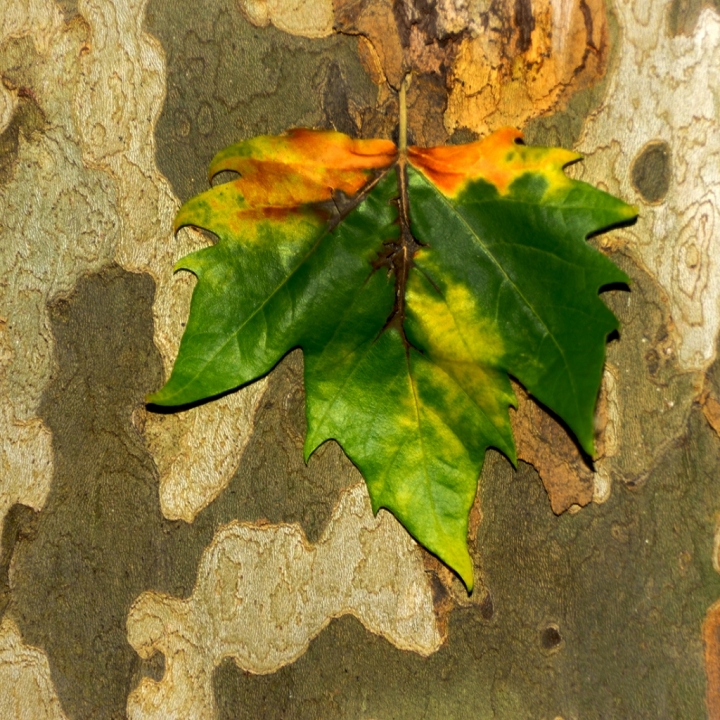 Inizia l'autunno di Black