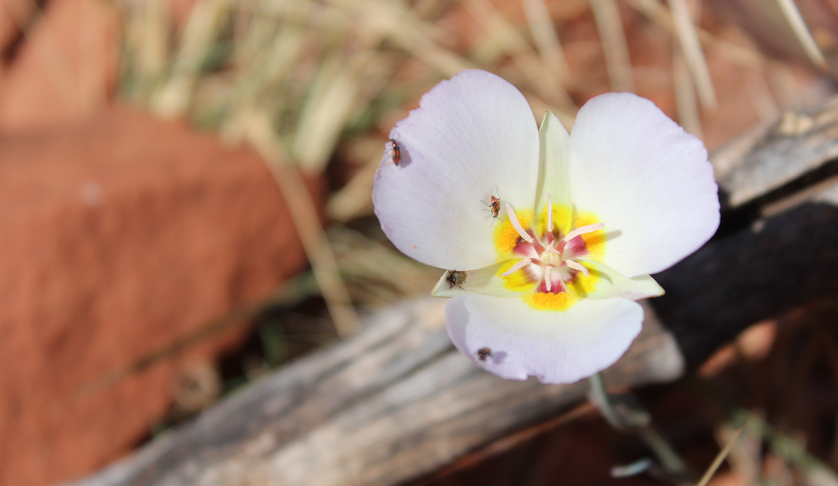 Winding mariposa lily