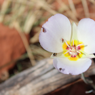 Winding mariposa lily