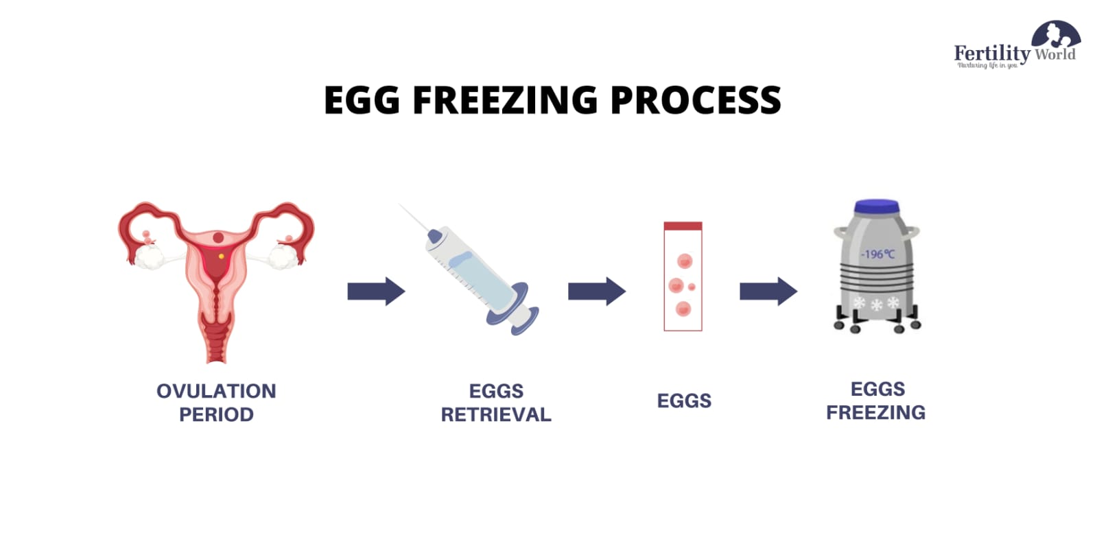 Egg Freezing Process