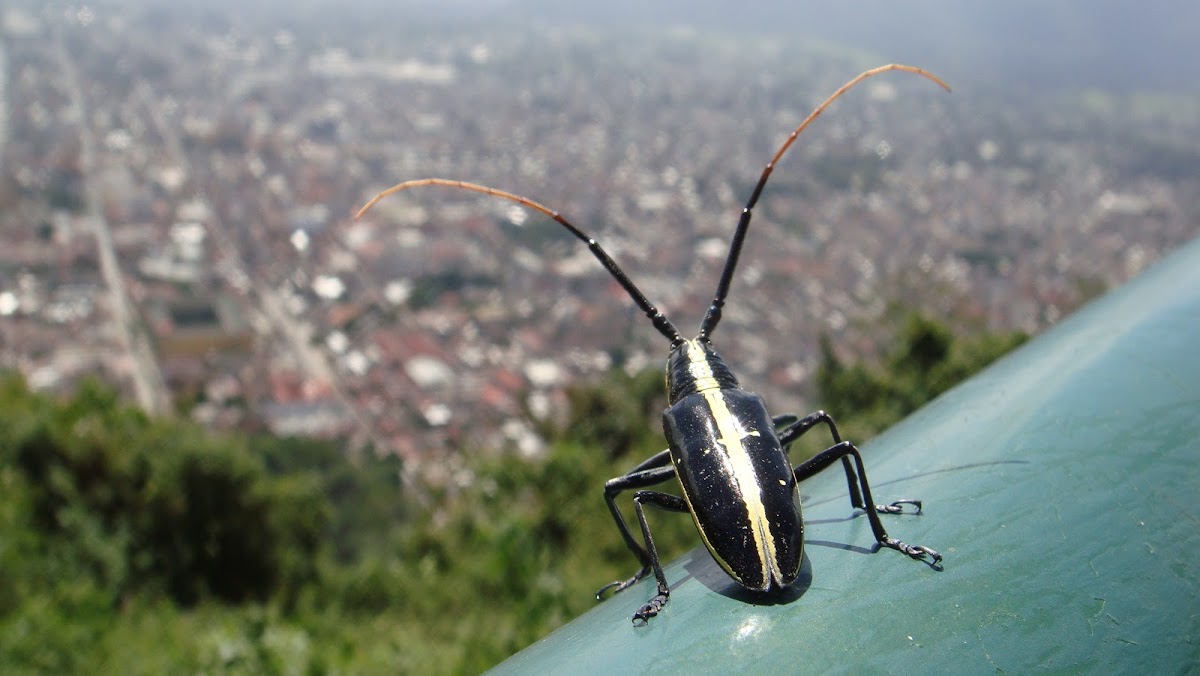 Longhorn beetle