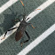 Leaf-footed Bug