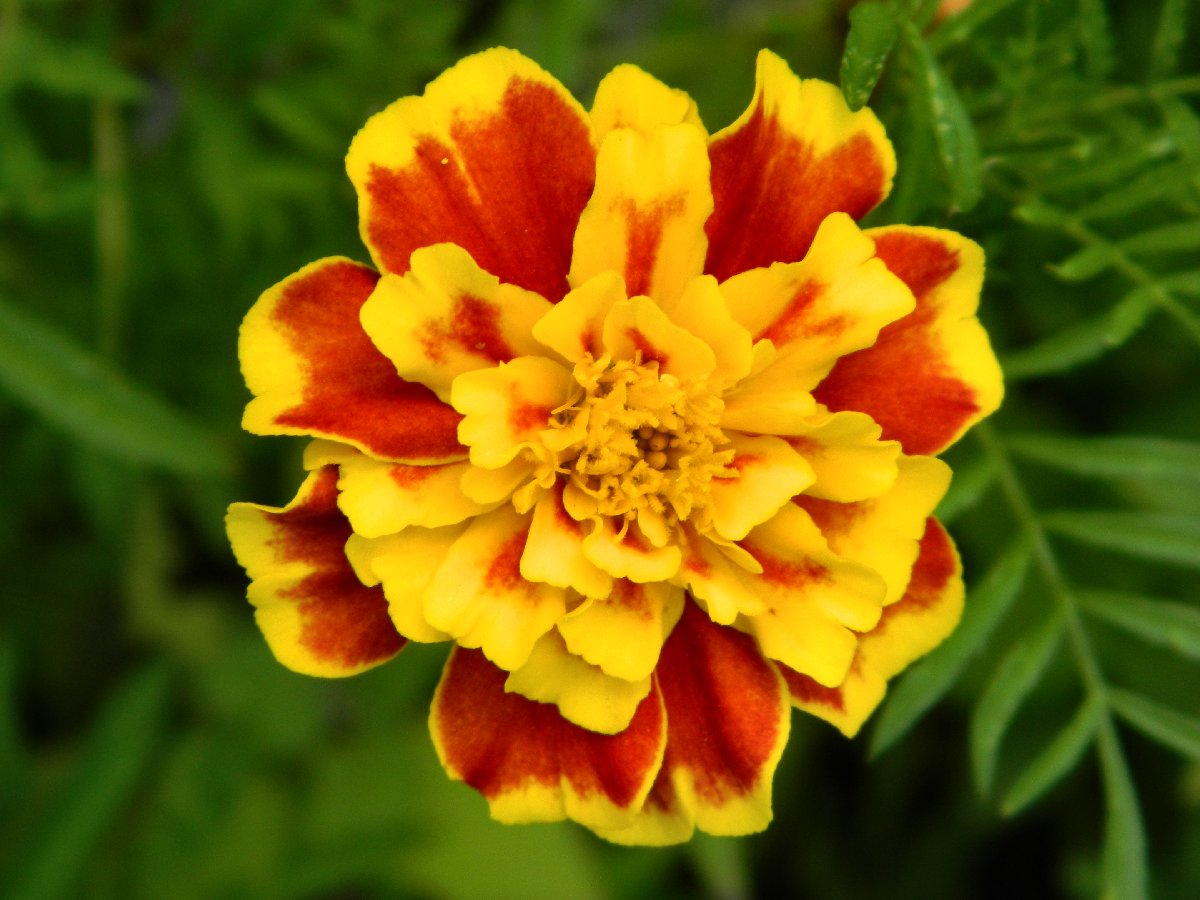 French marigold (Κατηφές)