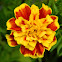 French marigold (Κατηφές)