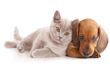 Cats & Dogs New Tab & Themes small promo image